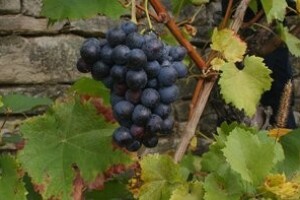 Mjere u zaštiti vinove loze