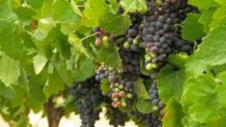 Za 85 projekata traži se preko 90 milijuna kuna?