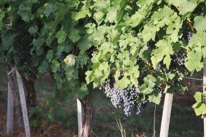 Šumadija: Manje grožđa, ali ne i manje vina