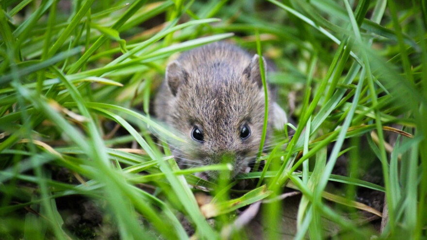 Mišja groznica prijeti i opštinama oko Gradiške