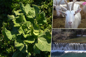 U krajoliku Bogom danom za koze i raštiku svi jedu k'o u matere