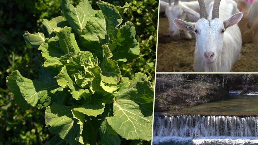 U krajoliku Bogom danom za koze i raštiku svi jedu k'o u matere