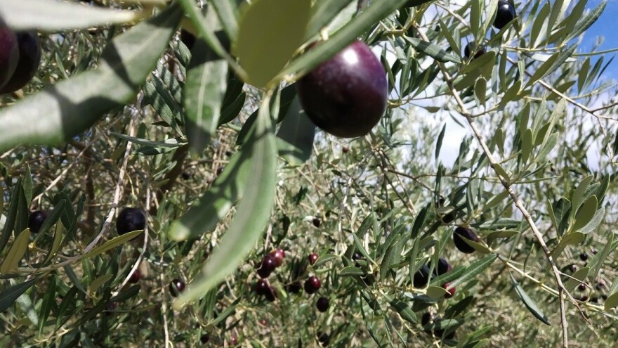 Koji štetnici prezimljuju u krošnji masline, a koji u tlu?