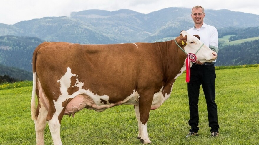 Uzgoj simentalca: Kako to rade najbolji?