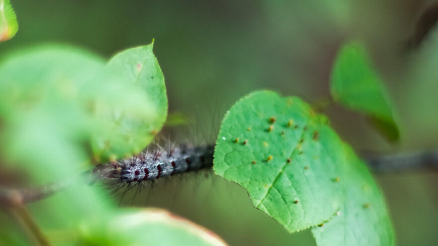 Gubar preti listopadnom drveću - kako ih zaštititi?