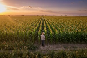 Gube li Amerikanci GMO-rat s Europljanima?