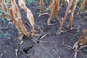 U jednoj deceniji EU zbog klimatskih promjena izgubila 145 milijardi eura