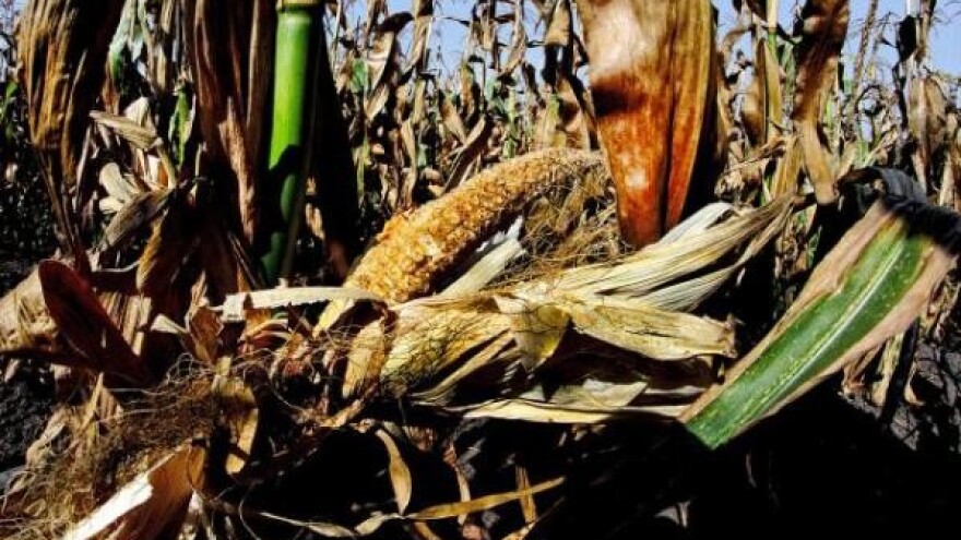 Više od 100 miliona evra štete od suše