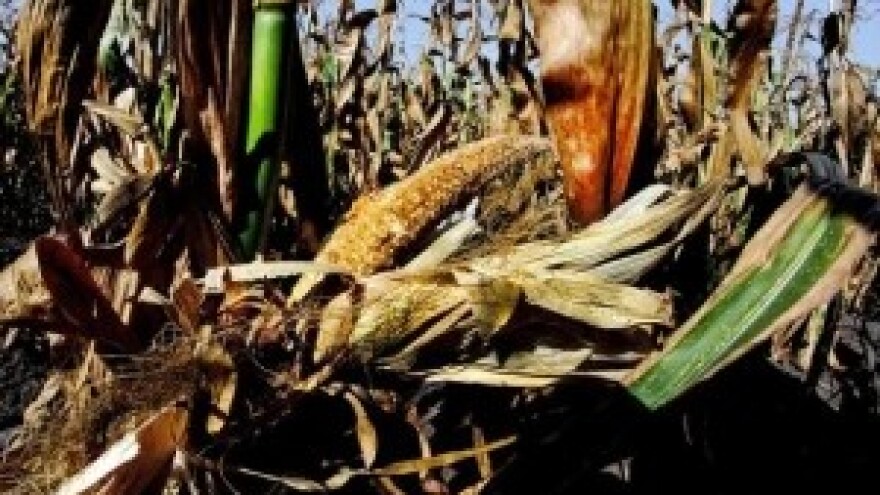 Više od 100 milijuna eura štete od suše!