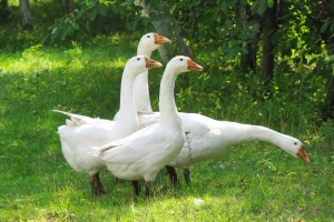 Guščija mast kao lek i hrana - kako se dobija?