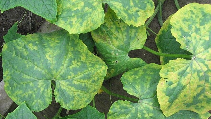Virusna mozaičnost na krastavcu i drugom povrću - prenose ju lisne uši