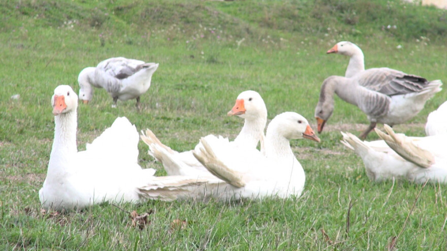 Guske - zaštitni znak Šatrinaca