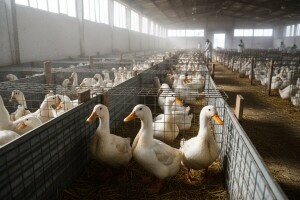 Guščja jetra iz Bugarske za francuske sladokusce