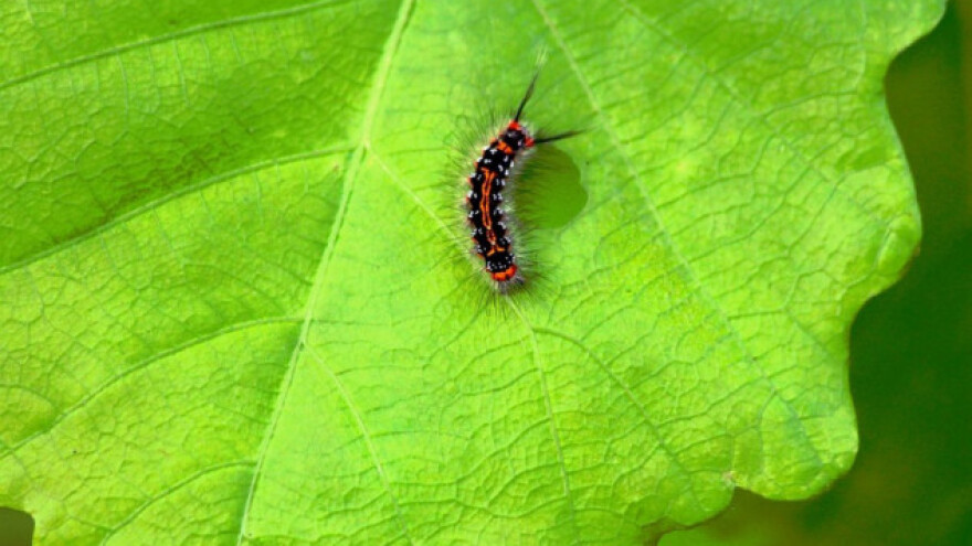 Povrće osjeti kada ga netko jede!