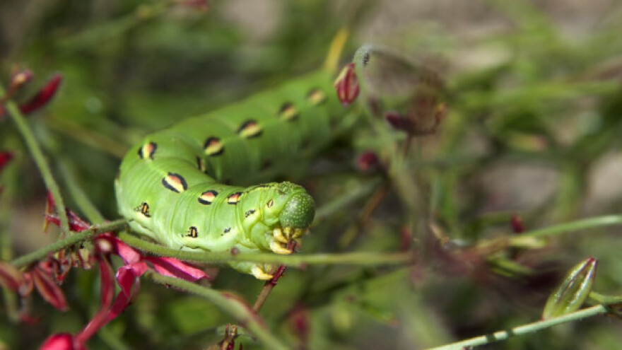 Biljke šalju signale kad ih napadnu predatori