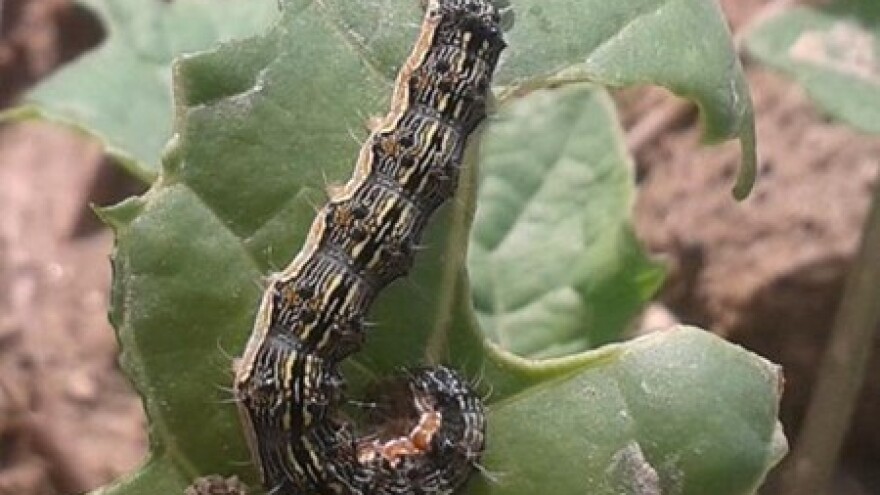 Nova vrsta gusjenica na uljanoj repici