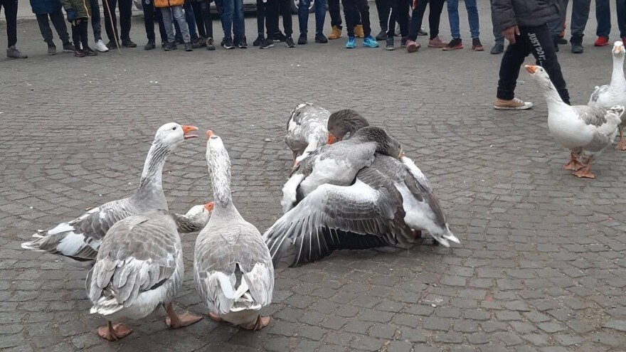 Gusanijada ove godine u Mokrinu bez publike?