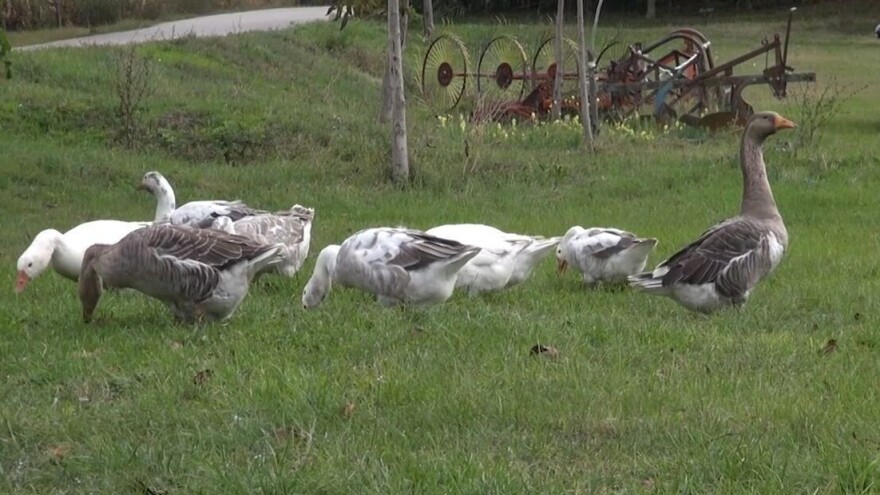 Sve veća potražnja za guščijim mesom - kilogram 600 dinara