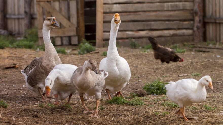 Na jesen će vakcinisati perad protiv ptičje gripe - naručuju 80 miliona doza