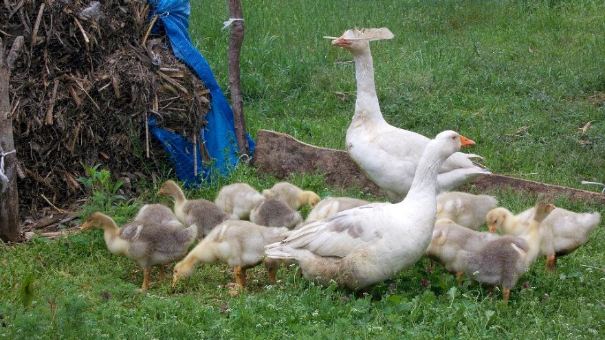 Uzgoj gusaka bez tovljenja i inkubatora?