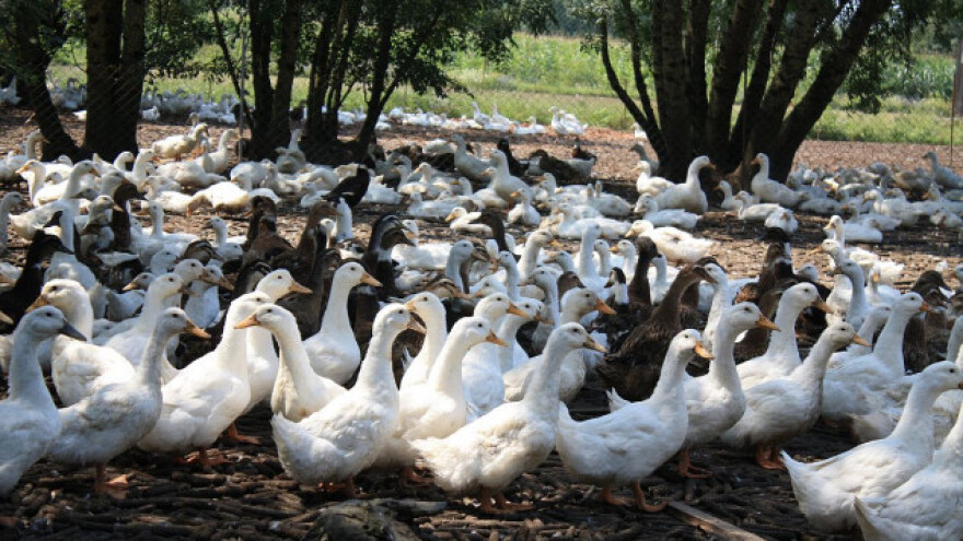 Guščarstvo prilika za profit i obnovu sela