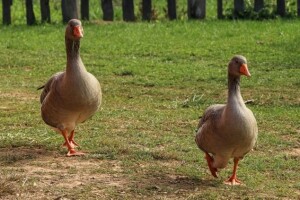 Vedro i sunčano - pogodno za radove!
