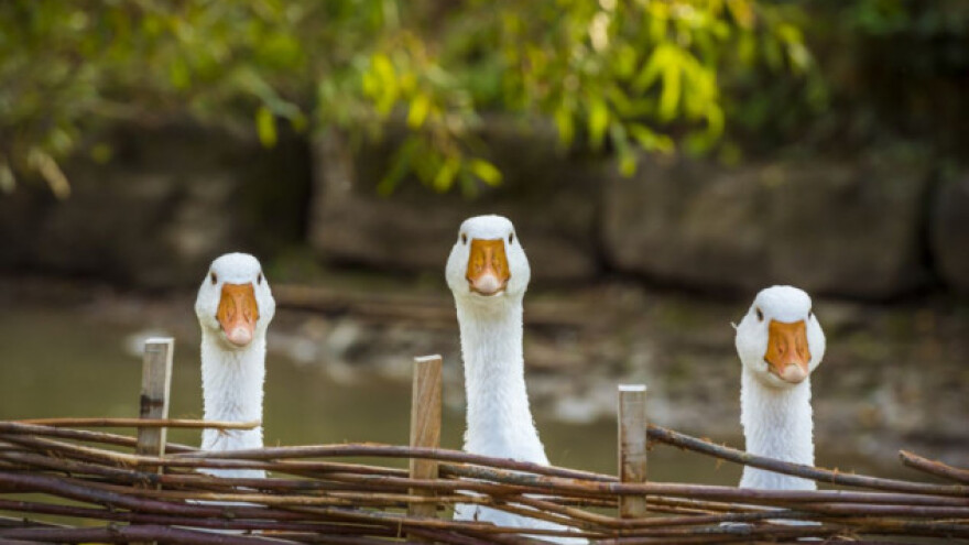 Guske - opake i glasni čuvari živine i jaja!