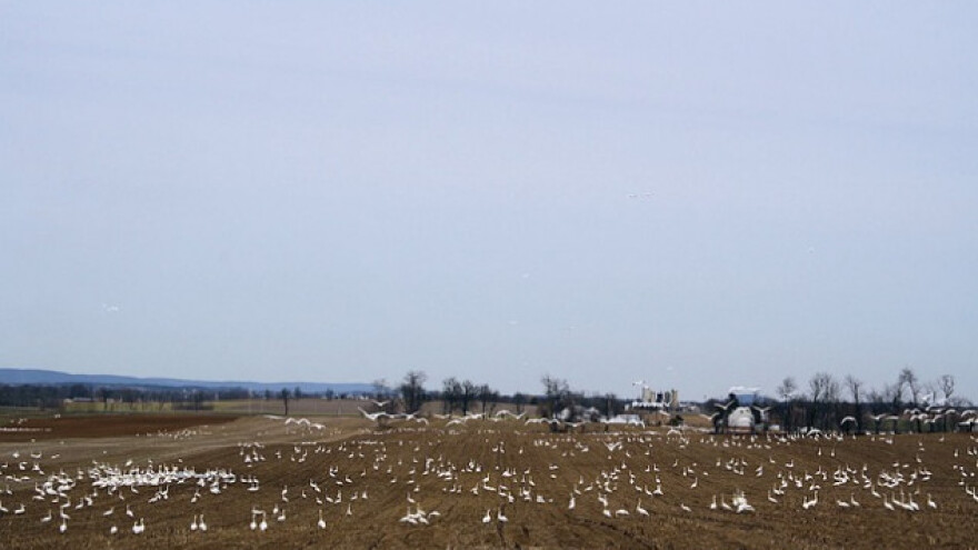 Uskoro medijska kampanja za uzgoj gusaka