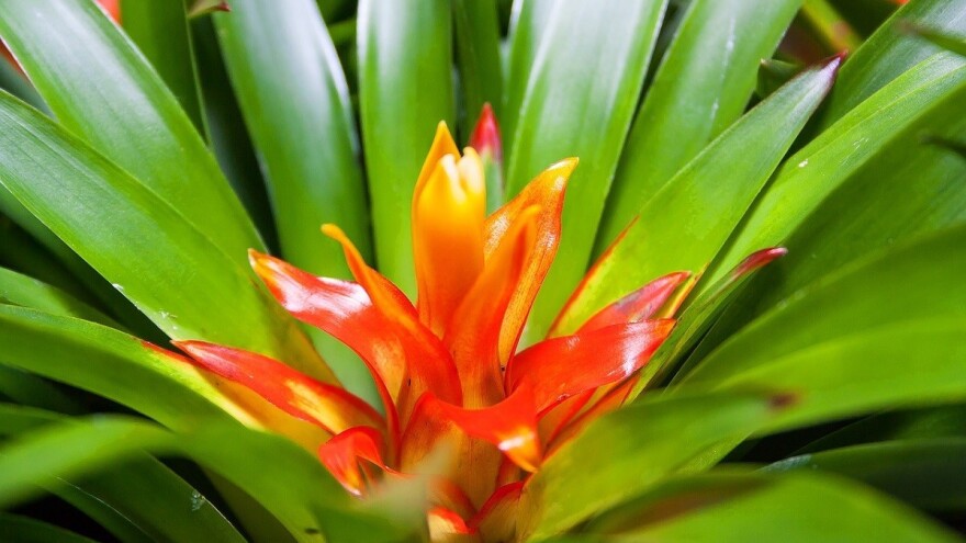 Guzmanija - egzotična biljka parazit koja cvate samo jednom