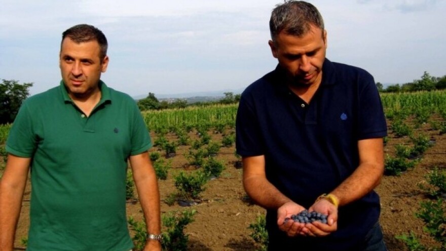 Borovnica u hidroponiji!