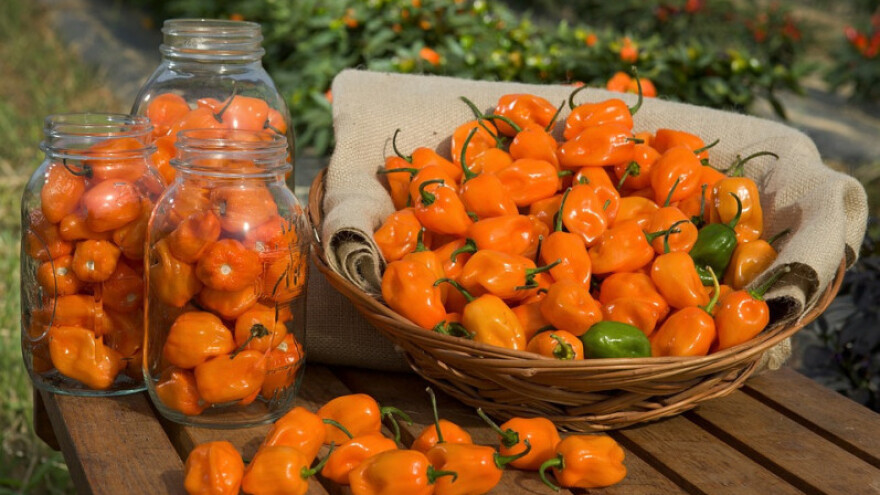 Habanero - neodoljiva "kineska paprika" iz Meksika