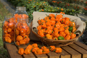 Habanero - neodoljiva "kineska paprika" iz Meksika