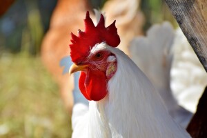 Izmjene Pravilnika o sadržaju, obliku i načinu registracije farmi