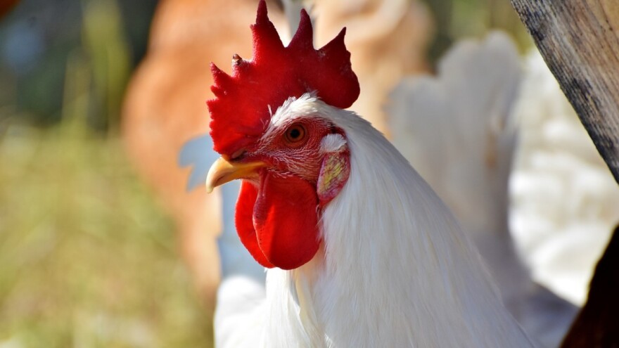 Izmjene Pravilnika o sadržaju, obliku i načinu registracije farmi