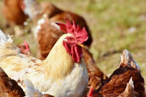 Potpore za unaprjeđenje proizvodnog potencijala u sektoru mesnog govedarstva, uzgoja ovaca, koza i peradi