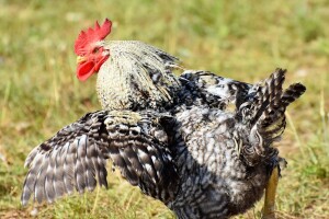 Požurite, još samo nekoliko dana za prijavu na natječaje za tipove operacija 4.1.1. i 4.1.2.!