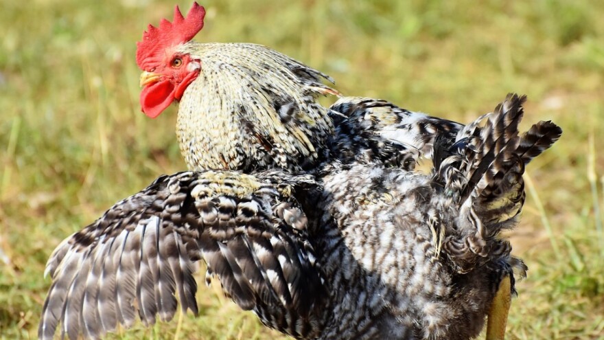 Požurite, još samo nekoliko dana za prijavu na natječaje za tipove operacija 4.1.1. i 4.1.2.!