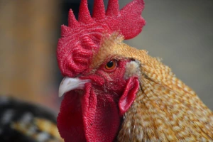 Rusija stopira uvoz mesa i peradi iz 15 EU zemalja