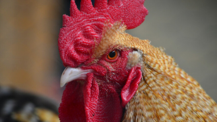 Rusija stopira uvoz mesa i peradi iz 15 EU zemalja