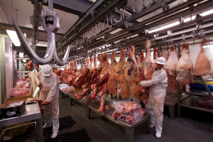 Rastuće halal tržište otvara velike mogućnosti za stočarsku industriju u Britaniji