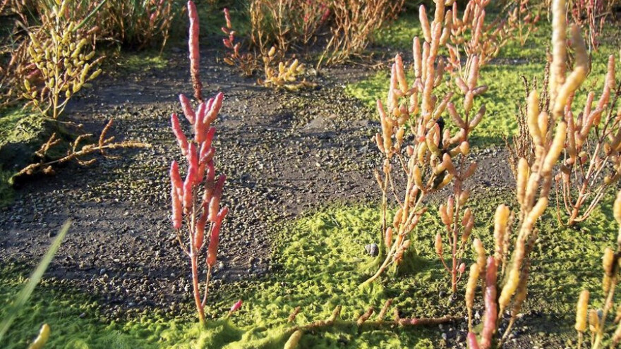 Biljke otporne na sol