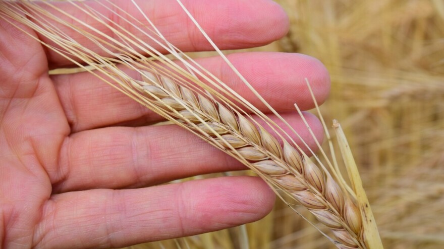 Ivan Delibos uzgaja eko proljetni ječam koji manje obolijeva od jesenskog