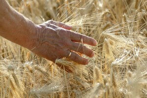 Indikativni plan: Više od 2 milijarde kuna za Program ruralnog razvoja u 2020. godini