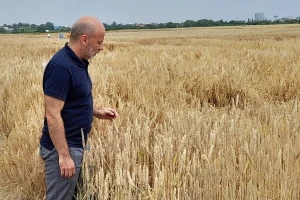 Sjeme je prvi i jedan od najvažnijih inputa u poljoprivredi, gdje je Hrvatska s proizvodnjom?