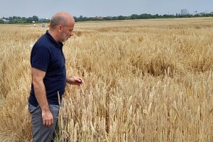 Sjeme je prvi i jedan od najvažnijih inputa u poljoprivredi, gdje je Hrvatska s proizvodnjom?
