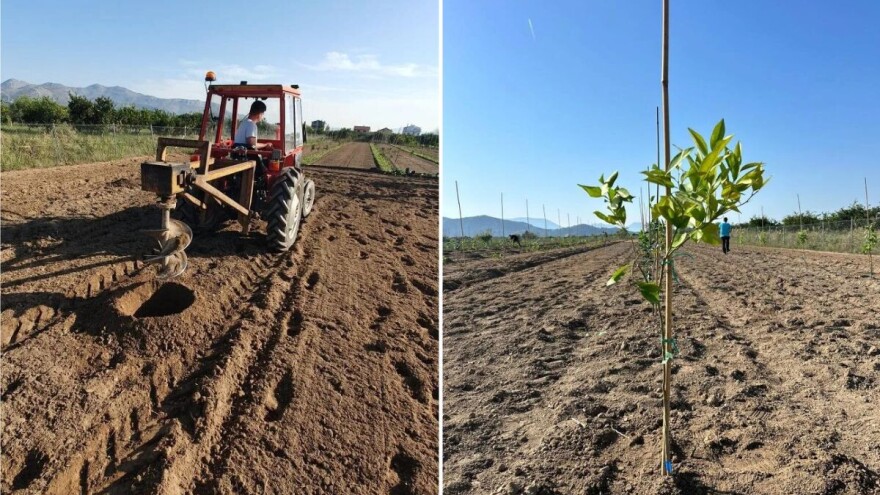 Na pokušalištu podignuli nasad s 24 sorte agruma, cilj je unaprijediti uzgoj u dolini Neretve