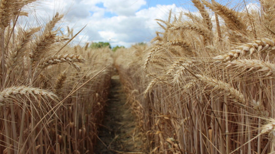 Rast sjemenske proizvodnje u Hrvatskoj -  s kojim biljnim vrstama smo samodostatni?