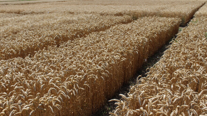 Završen sastanak o cijeni pšenice - ima li dogovora?