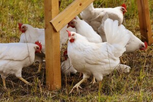 Objavljeni natječaji vrijedni 650 milijuna kuna za podmjeru 4.1. iz Programa ruralnog razvoja!