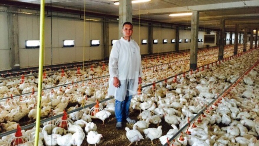 Tov brojlera - potencijal poljoprivredne proizvodnje